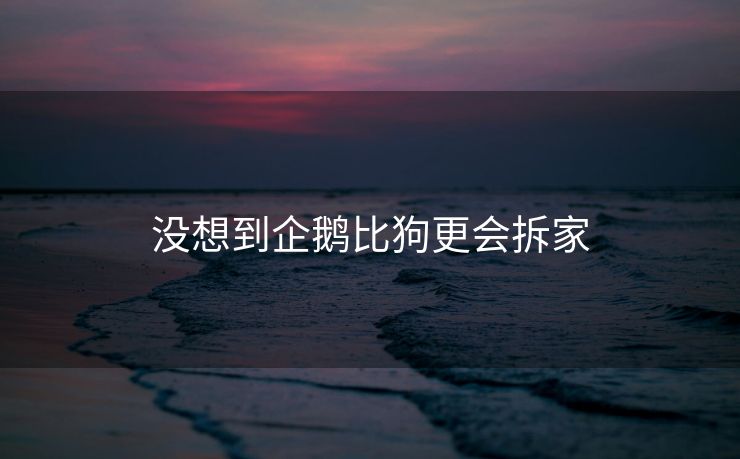 没想到企鹅比狗更会拆家