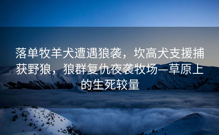 落单牧羊犬遭遇狼袭，坎高犬支援捕获野狼，狼群复仇夜袭牧场—草原上的生死较量