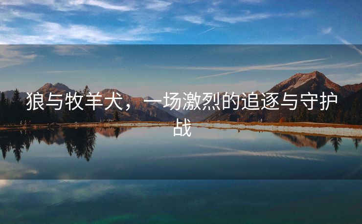 狼与牧羊犬，一场激烈的追逐与守护战