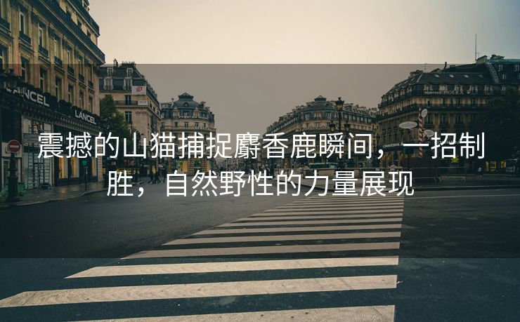 震撼的山猫捕捉麝香鹿瞬间，一招制胜，自然野性的力量展现