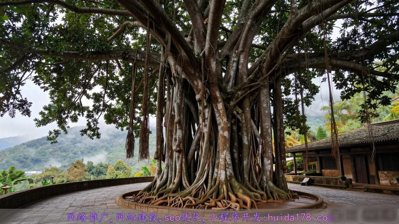 云南700年古榕独木成林，千年古树如何守护？