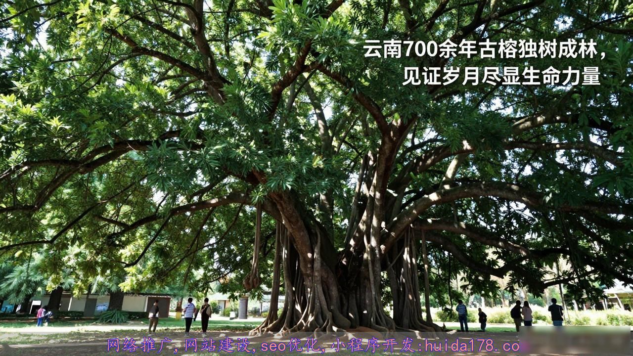 云南700余年古榕独树成林，见证岁月尽显生命力量
